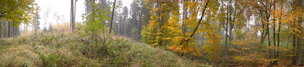 Herbst II • Wald • Fototapeten • Berlintapete • Herbststimmung (Nr. 8733)