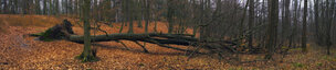 Herbst II • Wald • Fototapeten • Berlintapete • Herbststimmung (Nr. 8744)
