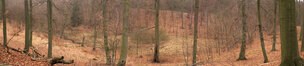 Herbst II • Wald • Fototapeten • Berlintapete • Herbststimmung (Nr. 8748)