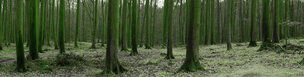Herbst II • Wald • Fototapeten • Berlintapete • Herbststimmung (Nr. 8749)
