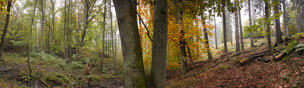 Herbst II • Wald • Fototapeten • Berlintapete • Herbststimmung (Nr. 8754)