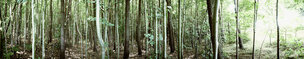 beech wood 360 degrees • Forest • Photo Murals • Berlintapete • Summer Forest 2011 (No. 8759)