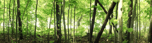beech wood 360 degrees • Forest • Photo Murals • Berlintapete • Summer Forest 2011 (No. 8760)