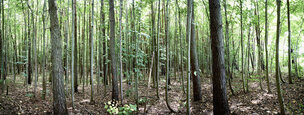 Wald XXL Panoramen • 8K Ultra HD-TEXTURES • Fototapeten • Berlintapete • Sommer Wald 2011 (Nr. 8776)