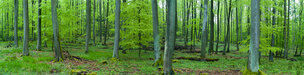 beech wood 360 degrees • Forest • Photo Murals • Berlintapete • Summer Forest 2011 (No. 8791)
