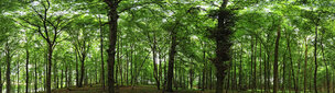 Buchenwald 360 Grad • Wald • Fototapeten • Berlintapete • Buchenwaldpanorama (Nr. 8797)