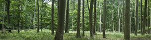 Buchenwald 360 Grad • Wald • Fototapeten • Berlintapete • German Wood (Nr. 6816)