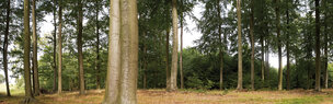 Wald XXL Panoramen • Wald • Fototapeten • Berlintapete • German Wood (Nr. 6855)