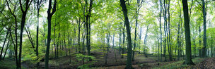 Wald XXL Panoramen • Wald • Fototapeten • Berlintapete • German Wood (Nr. 8156)