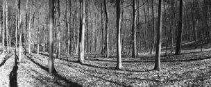 Black & White II • Wald • Fototapeten • Berlintapete • Noblex-Panorama (Nr. 3095)