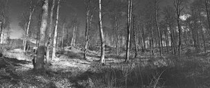 Black & White II • Wald • Fototapeten • Berlintapete • Noblex-Panorama (Nr. 3096)