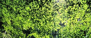 Blätterdach • Wald • Fototapeten • Berlintapete • Baum-kronenpanorama (Nr. 3316)