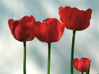 Tulpen • Blumen • Fototapeten • Berlintapete • Tulipa (Nr. 3895)