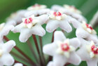 Flowers White • Blumen • Fototapeten • Berlintapete • Bizarr (Nr. 5717)