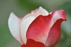 RANDOM-SKY-WALKER  • Bildgalerie • Berlintapete • red flowers (Nr. 10807)