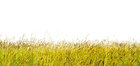 GRAS XXL • Flora • Fototapeten • Berlintapete • Sommergras 2010 (Nr. 7646)