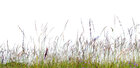 GRAS XXL • Flora • Fototapeten • Berlintapete • Wiesenbild (Nr. 7789)
