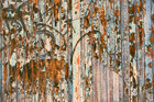 Texturen-Color • Texture • Photo Murals • Berlintapete • eroding wood (No. 15995)