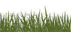 Illustration grass • Illustration • Photo Murals • Berlintapete • Grass (No. 6633)