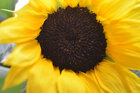 Sonnenblumen • Landschaften • Fototapeten • Berlintapete • Helianthus annuus (Nr. 15100)