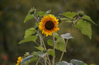 Sonnenblumen • Landschaften • Fototapeten • Berlintapete • Helianthus annuus (Nr. 15108)