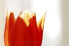 Macroworld  • Bildgalerie • Berlintapete • Tulipa (Nr. 4622)