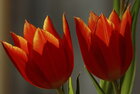 Tulpen • Blumen • Fototapeten • Berlintapete • Tulipa (Nr. 4623)