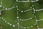 Spinnweben • Wasser • Fototapeten • Berlintapete • Spinnengewebe (Nr. 11058)