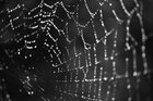 Spinnweben • Wasser • Fototapeten • Berlintapete • Spinnengewebe (Nr. 11070)