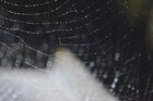 Spinnweben • Wasser • Fototapeten • Berlintapete • Spinnengewebe (Nr. 11093)