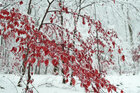 Holz & Schnee • Wald • Fototapeten • Berlintapete • Japan Style (Nr. 58519)