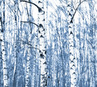Birken • Wald • Fototapeten • Berlintapete • Birkenwald (Nr. 8152)