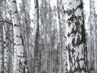 Birken • Wald • Fototapeten • Berlintapete • Birkenwald (Nr. 8155)