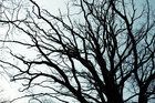 Äste und Zweige • Wald • Fototapeten • Berlintapete • Der Ast am Baum: Lebender Ast und Aststumpf (Nr. 10443)