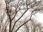 Äste und Zweige • Wald • Fototapeten • Berlintapete • Der Ast am Baum: Lebender Ast und Aststumpf (Nr. 10447)