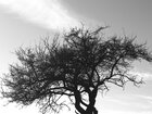 Äste und Zweige • Wald • Fototapeten • Berlintapete • Der Ast am Baum: Lebender Ast und Aststumpf (Nr. 10448)
