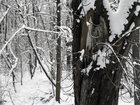 Holz & Schnee • Wald • Fototapeten • Berlintapete • Holz und Schnee (Nr. 10469)