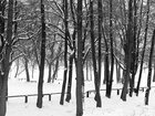 Holz & Schnee • Wald • Fototapeten • Berlintapete • Holz und Schnee (Nr. 10472)