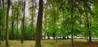 Wald XXL Panoramen • 8K Ultra HD-TEXTURES • Fototapeten • Berlintapete • Buchenwaldpanorama (Nr. 9722)