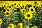 Sonnenblumen • Landschaften • Fototapeten • Berlintapete • Helianthus annuus (Nr. 11012)