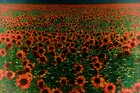 Sonnenblumen • Landschaften • Fototapeten • Berlintapete • Helianthus annuus (Nr. 11014)