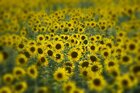 Sonnenblumen • Landschaften • Fototapeten • Berlintapete • Helianthus annuus (Nr. 11017)