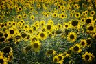 Sonnenblumen • Landschaften • Fototapeten • Berlintapete • Helianthus annuus (Nr. 11019)