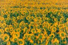 Sonnenblumen • Landschaften • Fototapeten • Berlintapete • Helianthus annuus (Nr. 11020)