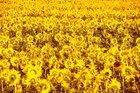 Sonnenblumen • Landschaften • Fototapeten • Berlintapete • Helianthus annuus (Nr. 11021)