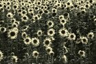 Sonnenblumen • Landschaften • Fototapeten • Berlintapete • Helianthus annuus (Nr. 11022)