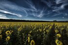 Sonnenblumen • Landschaften • Fototapeten • Berlintapete • Helianthus annuus (Nr. 11026)