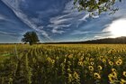 Sonnenblumen • Landschaften • Fototapeten • Berlintapete • Helianthus annuus (Nr. 11030)