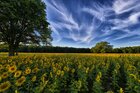 Sonnenblumen • Landschaften • Fototapeten • Berlintapete • Helianthus annuus (Nr. 11032)