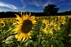 Sonnenblumen • Landschaften • Fototapeten • Berlintapete • Helianthus annuus (Nr. 11033)